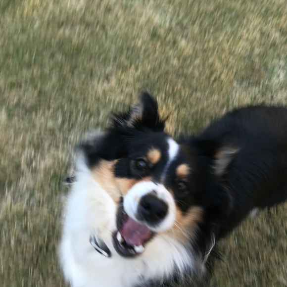 Meet your Posher, Riley - Picture 1 of 1